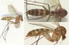 Rymosia sp.